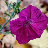 На прощанье от Лета. :: Александр Кондаков