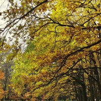 Нисподение ветвей. :: Александр Кондаков Нисподение ветвей. :: Александр Кондаков