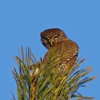 воробьиный сычик :: gawrilа - dan воробьиный сычик :: gawrilа - dan