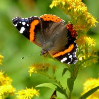 опять бабочки 7 :: Александр Прокудин