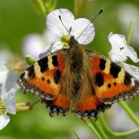 опять бабочки 10 :: Александр Прокудин опять бабочки 10 :: Александр Прокудин