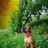 Немецкий боксер смотрит в сторону :: Ann 