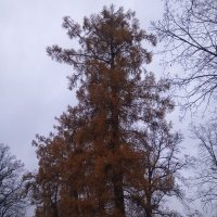 Осень :: Сапсан 