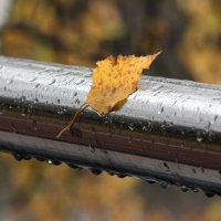 Осень. :: Владимир Безбородов