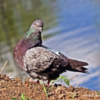 Голубь :: Светлана Ищенко