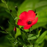 Ленок. :: nadyasilyuk Вознюк Ленок. :: nadyasilyuk Вознюк