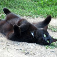 Как хочу.так и лежу. :: nadyasilyuk Вознюк