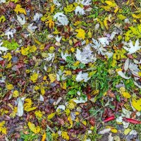 Осенние ковры :: Валерий Иванович