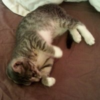 Мурка :: Сергей Уткин Мурка :: Сергей Уткин