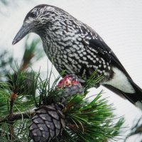 Кедровка прилетела :: Людмила Смородинская