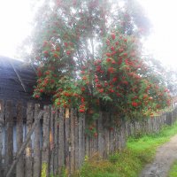 Рябина в тумане :: Александр Щеклеин
