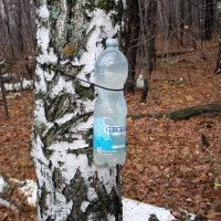 Конец октября, но отчаянные оптимисты продолжают собирать берёзовый сок..:-) :: Андрей Заломленков