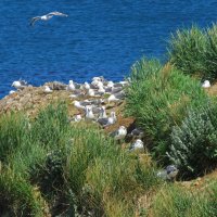 Дом чаек :: ИРЭН@ .