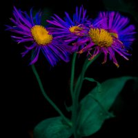 Улица Советская 22 - Осень мои Цветы :: Владимир Максимов