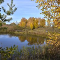 Берёзки на глазу... :: Владимир Хиль