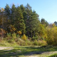 Побережье лесного озера :: Рита Симонова