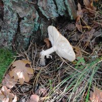 Побережье лесного озера :: Рита Симонова