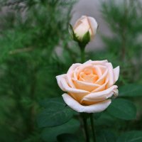 *** :: Светлана 