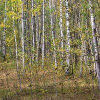 Битцевский лес :: Aleksey Afonin