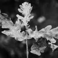 *** :: Игорь Протасов *** :: Игорь Протасов