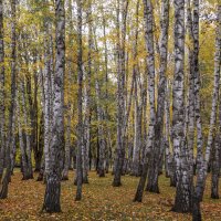 *** :: Игорь Протасов