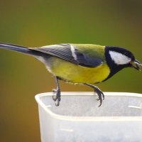 Эта - не упустит своего ! :: Юрий Куликов