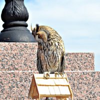 Вы меня смутили :-) :: Ната57 Наталья Мамедова