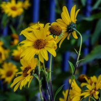 Жёлтые :: Анатолий Чикчирный