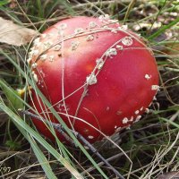 Мухомор :: Freddy 97