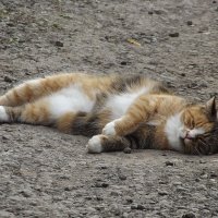 Где сморило - там и упала... :: Freddy 97