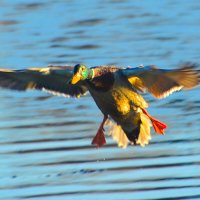 приводняемся :: леонид логинов