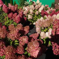 ГОРТЕНЗИЯ :: СЕРГЕЙ ФИЛОЧКИН