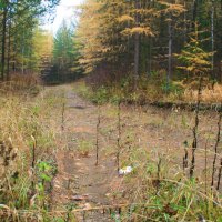 Позднее цветение... :: Галина Ильясова