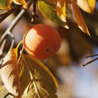 Хурма :: Светлана Тихонина Хурма :: Светлана Тихонина