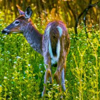 Белохвостый олень :: Aleksey Afonin