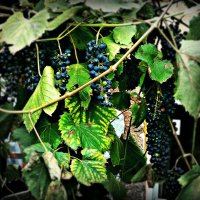 Гордость сада - виноград :: Alisia La DEMA