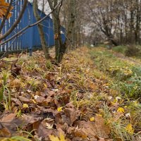 ***ковер на земле золотистый*** :: Olga Oskolkova