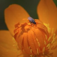 На цветке :: Андрей Пристяжнюк