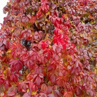 Октябрь в ростовском зоопарке :: Нина Бутко Октябрь в ростовском зоопарке :: Нина Бутко