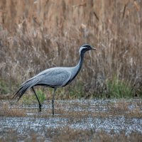 Красавец красавка :: Александр К.