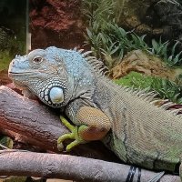 Игуана :: Евгений Васильев