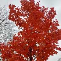 Яркий оранжево-красный клён. :: Павел Михалёв