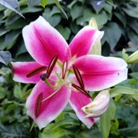 Лилия. :: Ирина ***