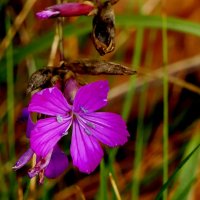 природа 30 октября 2 :: Александр Прокудин