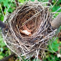 Чьё-то гнездышко :: светлана льдокова