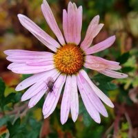 Хризантема с гостем :: светлана льдокова