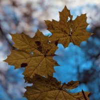 Яркие краски осени) :: Любовь Яркие краски осени) :: Любовь