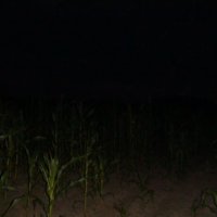 кукурузное поле в темноте :: fogmeadowww m