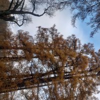 Осень :: Сапсан 