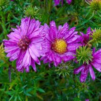 Цветы на городских клумбах в конце октября. :: Милешкин Владимир Алексеевич 